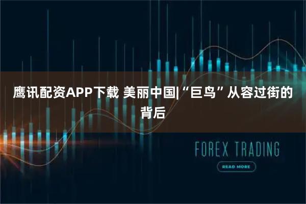 鹰讯配资APP下载 美丽中国|“巨鸟”从容过街的背后